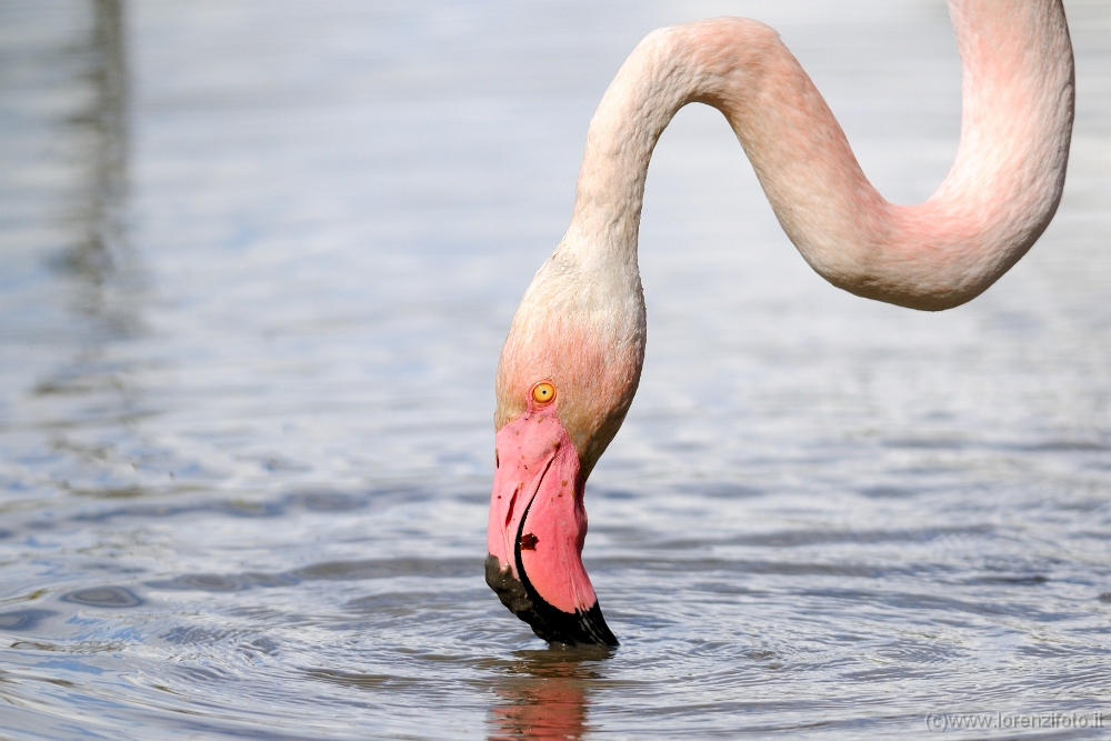 15093 Phoenicopterus roseus (Fenicottero rosa).jpg